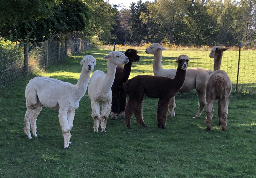 Shady Lane Alpacas Open House 2021 – Shady Lane Alpacas