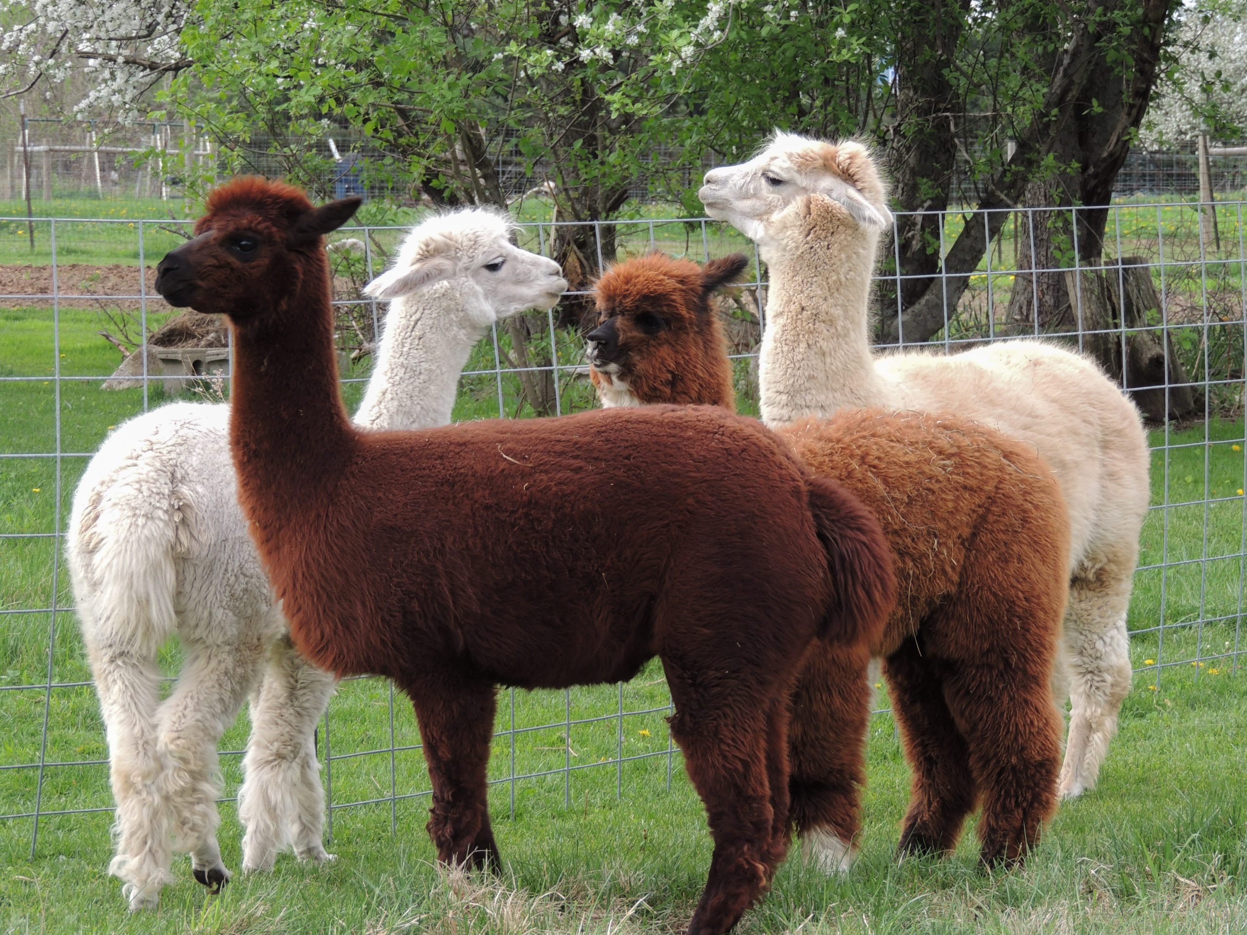 Alpaca Spring Fling April 2, 2022! – Shady Lane Alpacas