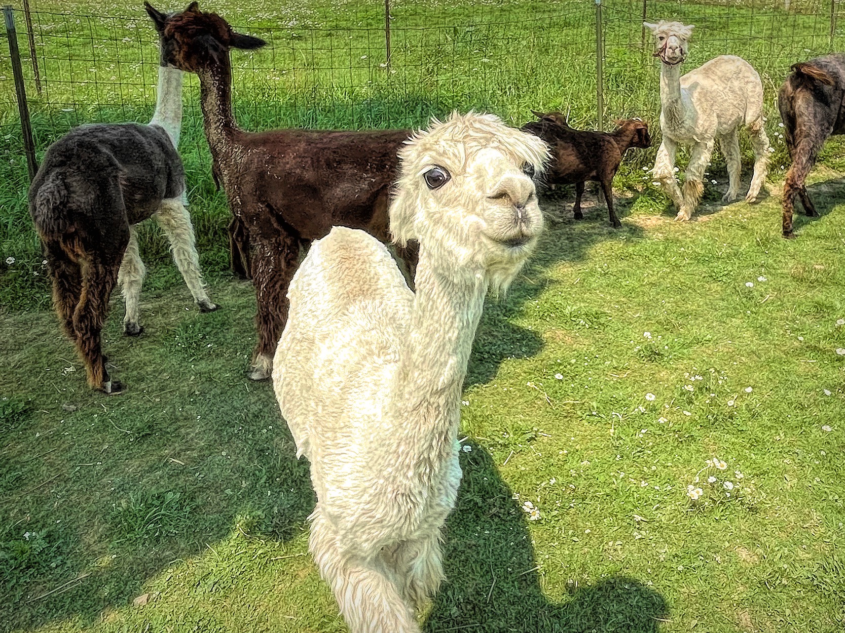 Alpaca Days 2023 – Shady Lane Alpacas